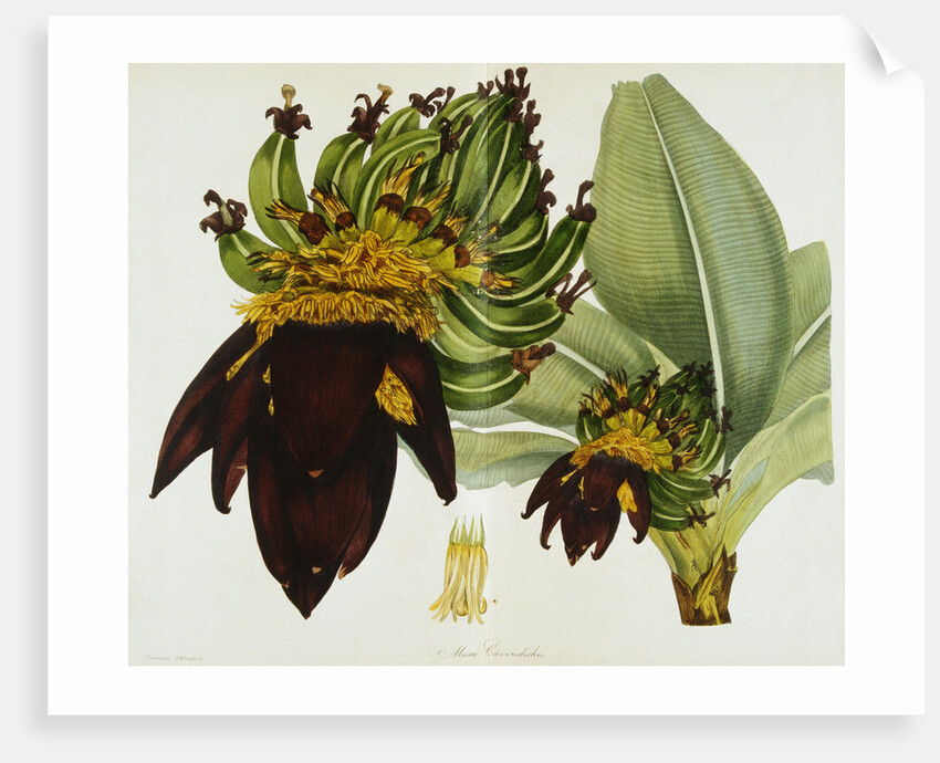 Musa Cavendishii by William Curtis
