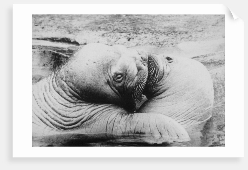 Kissing Walruses by Anonymous