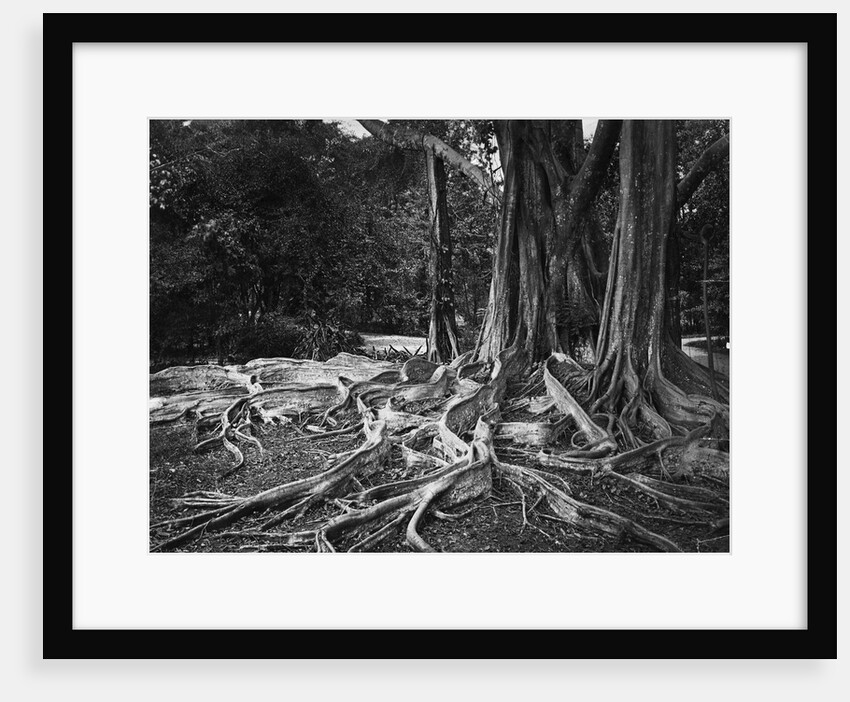 Roots of an Indian Rubber Tree by Anonymous
