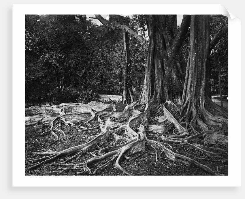 Roots of an Indian Rubber Tree by Anonymous