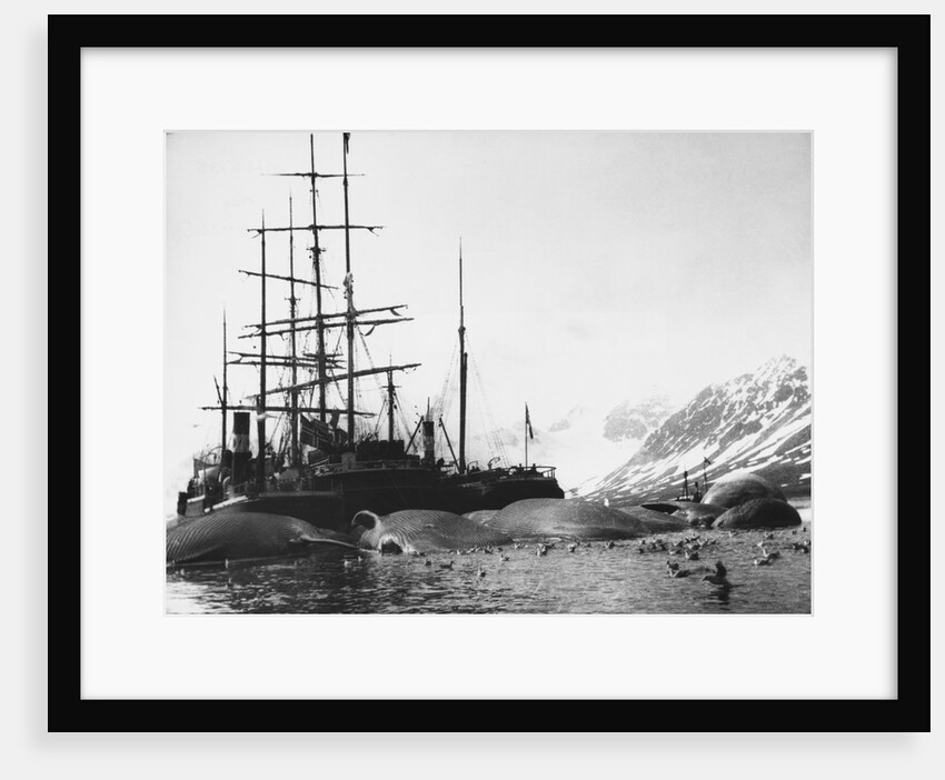 Whaler and Dead Whales by Anonymous