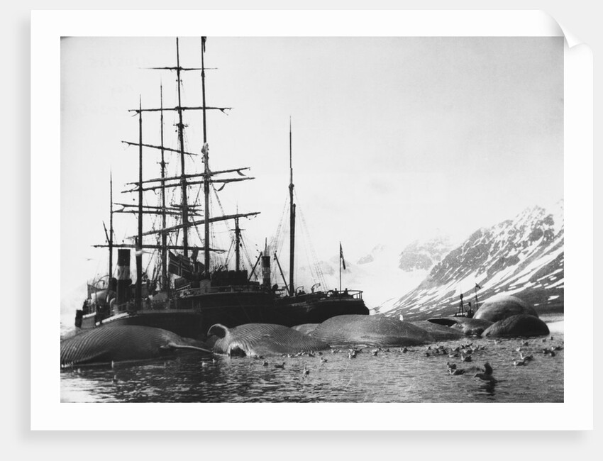 Whaler and Dead Whales by Anonymous
