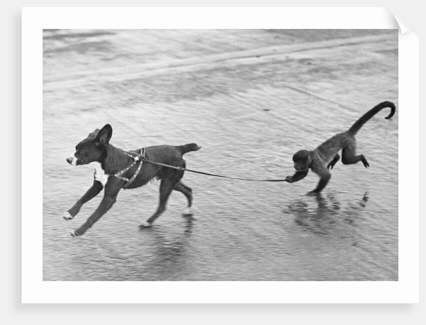 Monkey Walking Dog by Anonymous
