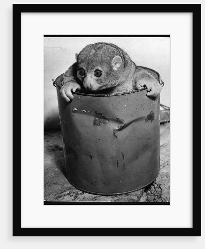 Bosman's Potto in a Paint Can by Anonymous