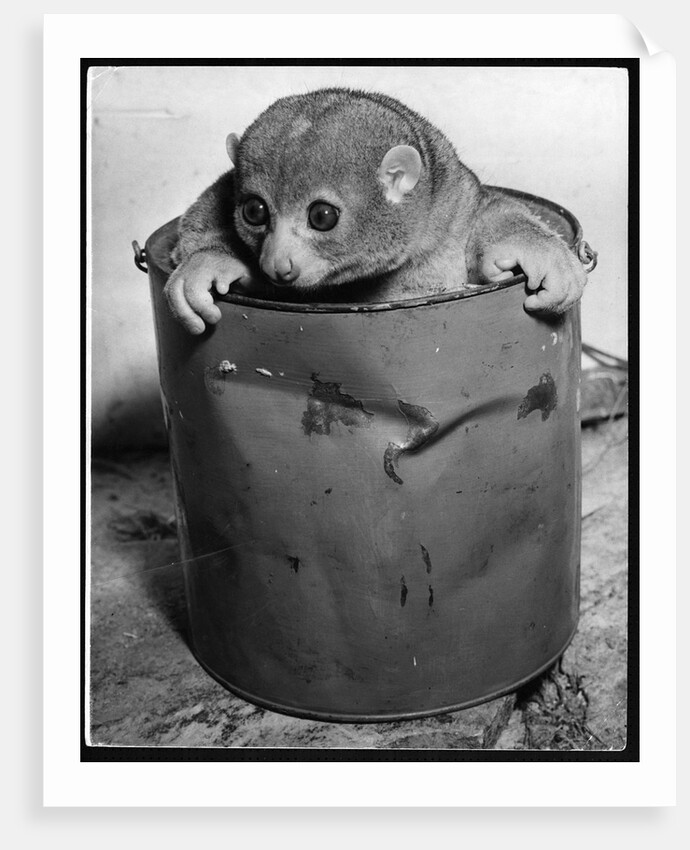 Bosman's Potto in a Paint Can by Anonymous