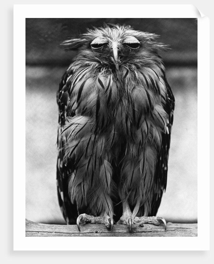 Javan Fish-Owl by Anonymous