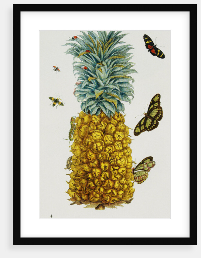 Pineapple Illustration from The Little Book of Wonders of the Tropics by Anonymous