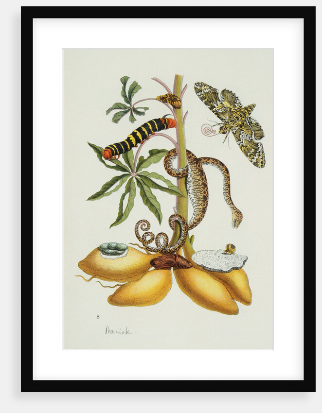 Maniok Illustration from The Little Book of Wonders of the Tropics by Anonymous