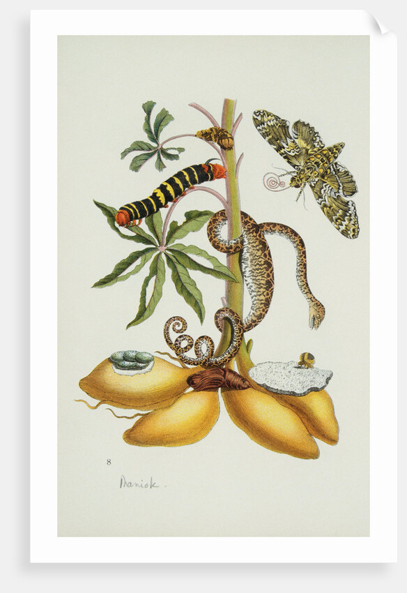 Maniok Illustration from The Little Book of Wonders of the Tropics by Anonymous