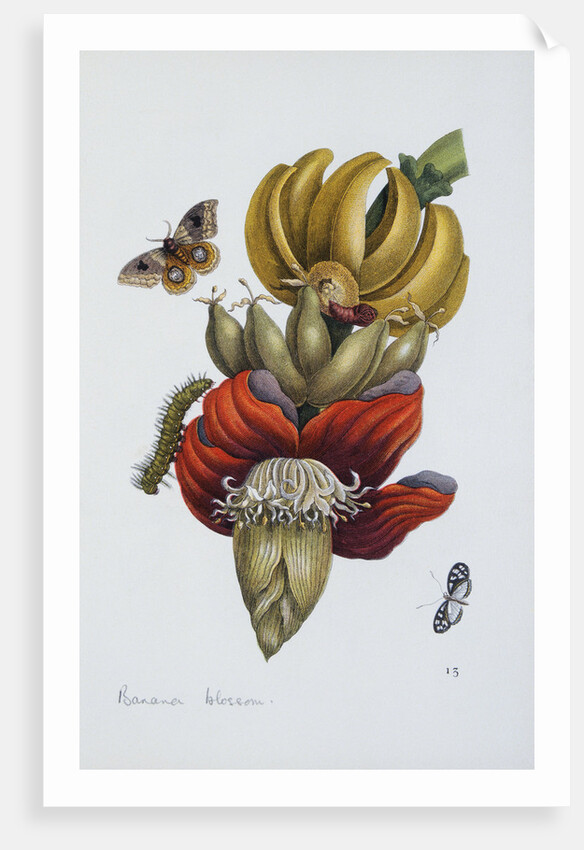 Banana Blossom Illustration from The Little Book of Wonders of the Tropics by Anonymous