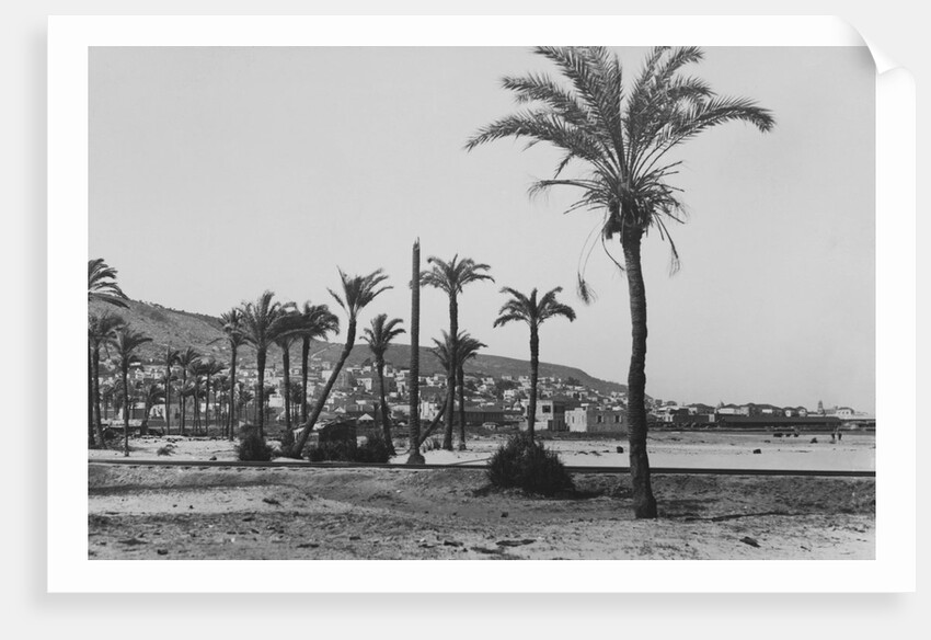 View of Haifa Through Palms by Anonymous