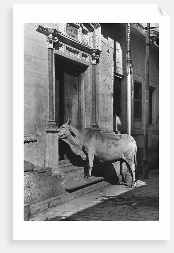 Brahmin Cow by Anonymous