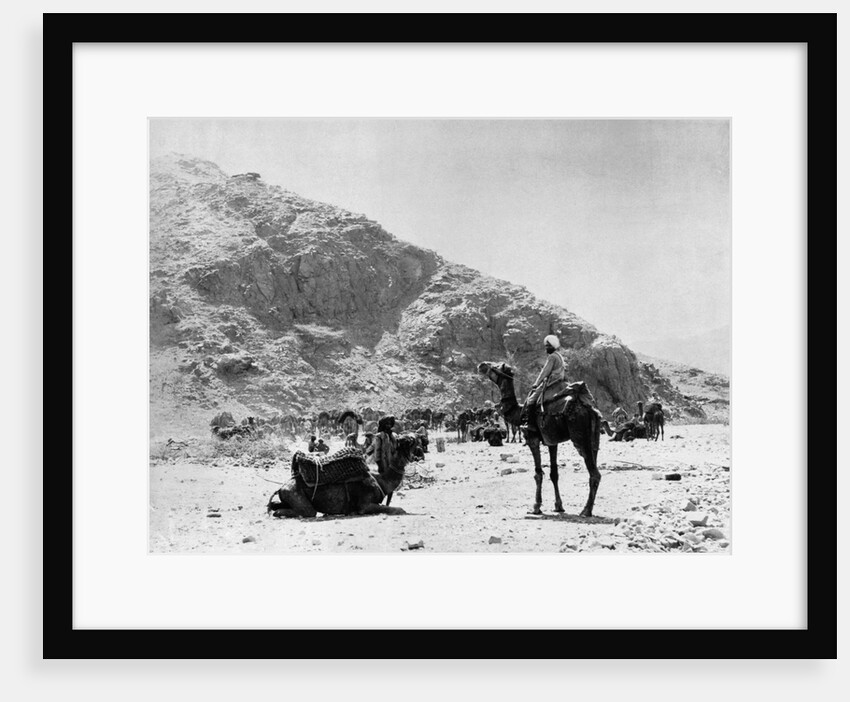 Camels Carry Water to Troops in Sudan by Anonymous