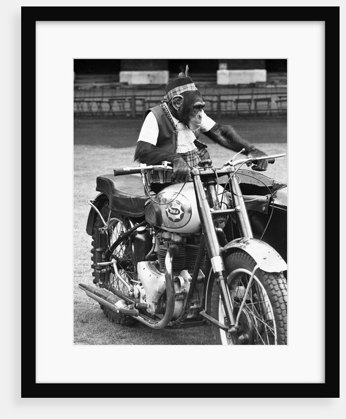 Motorcycle Chimp by Anonymous