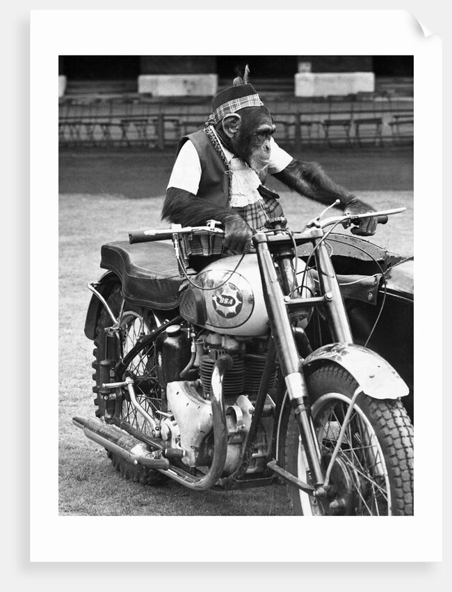 Motorcycle Chimp by Anonymous
