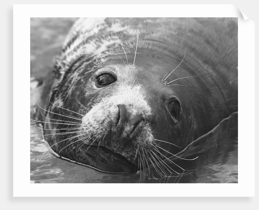Face of a Grey Seal by Anonymous