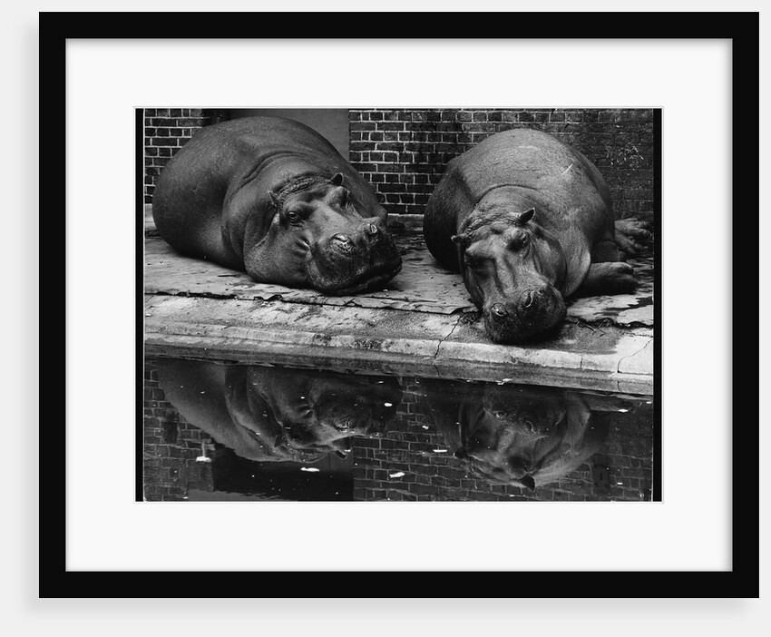 Two Hippos Rest by a Pool by Anonymous