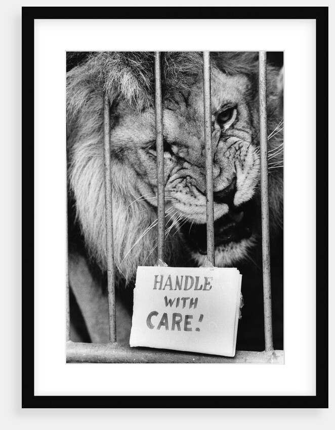 Circus Lion by Anonymous