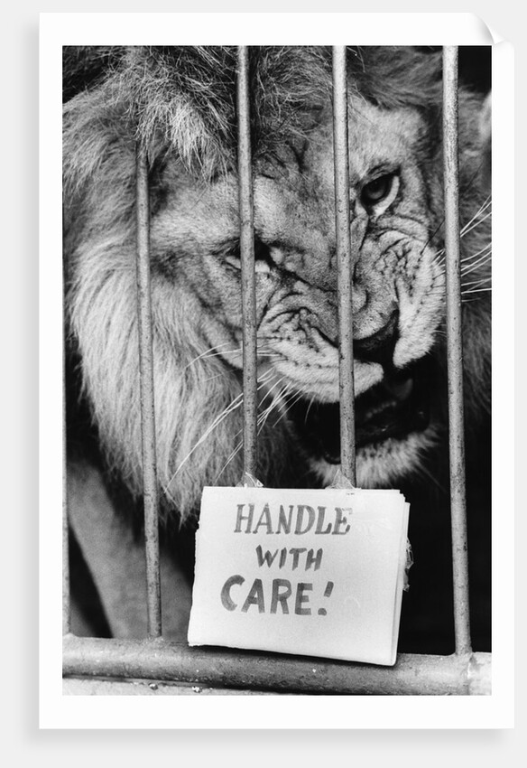 Circus Lion by Anonymous