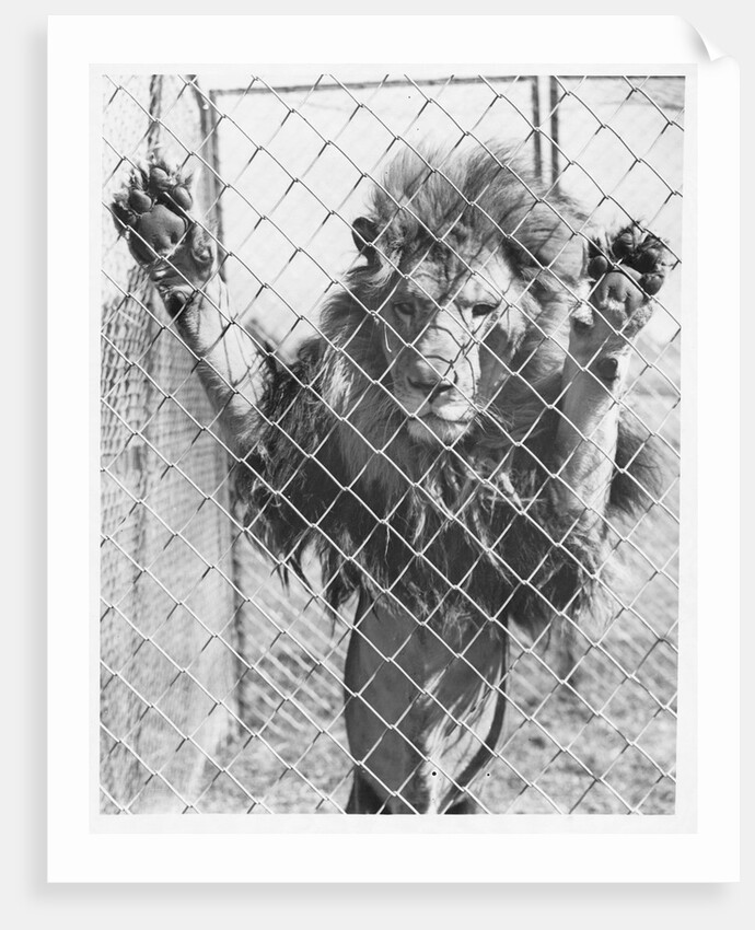 Caged Lion by Anonymous