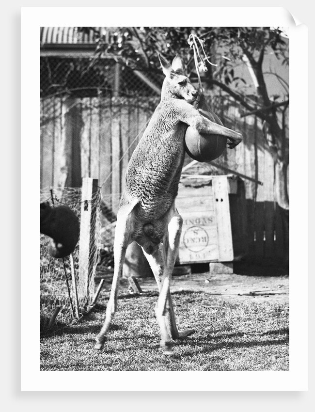 Kangaroo With a Punch Bag by Anonymous