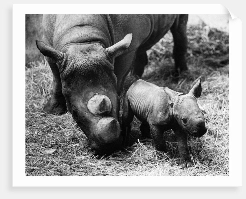 Black Rhinoceros with Her Baby by Anonymous