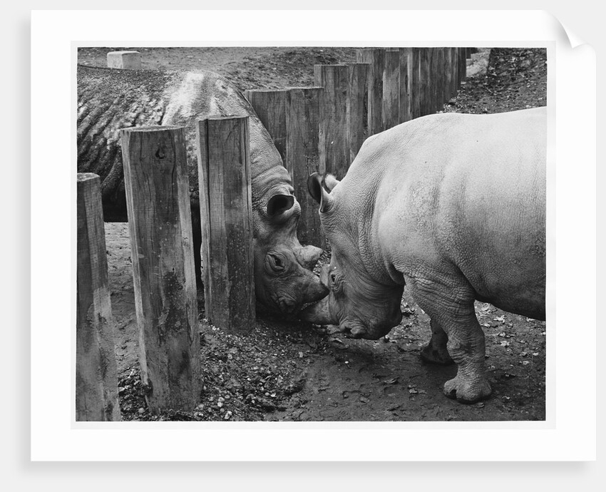 Rhinoceroses Greet Each Other by Anonymous