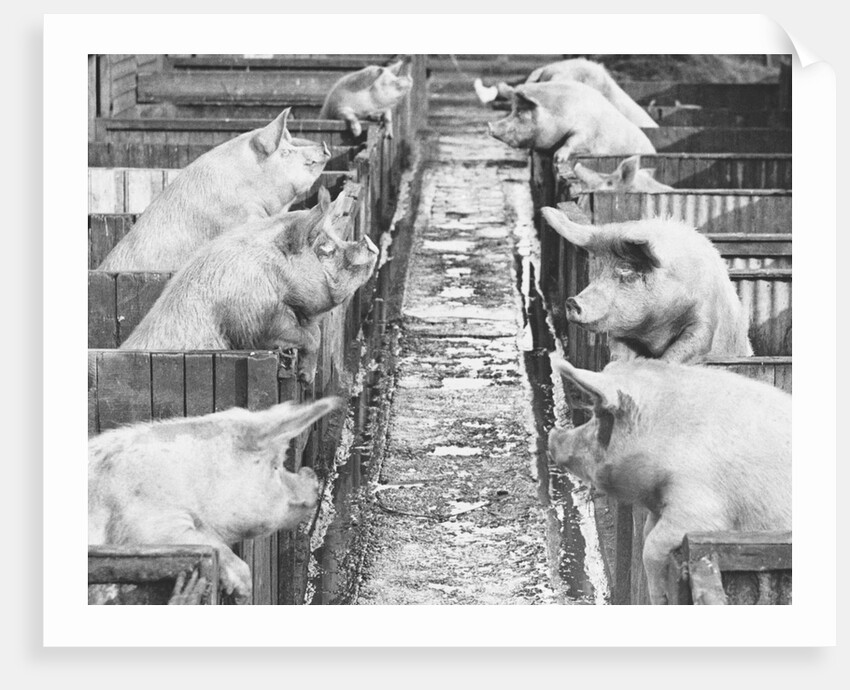 Pigs on a Farm by Anonymous