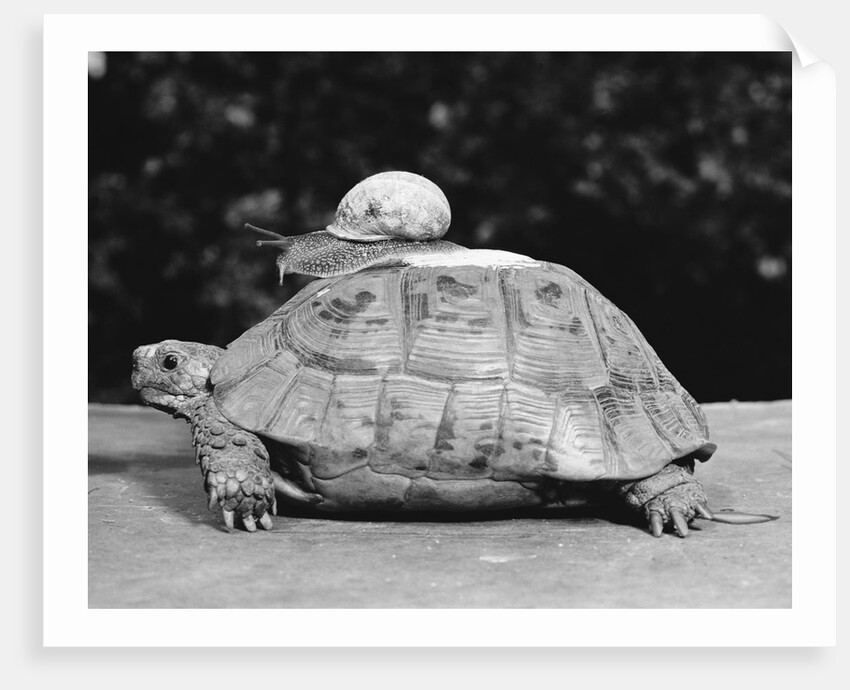 Snail on a Tortoise by Anonymous