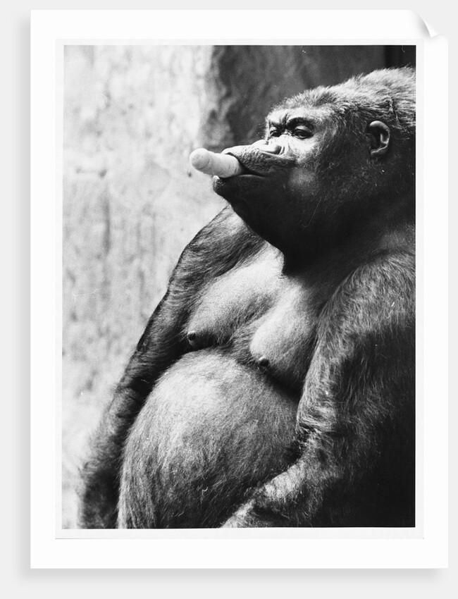 Pregnant Mountain Gorilla by Anonymous