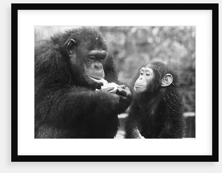 Chimpanzee With Her Young by Anonymous