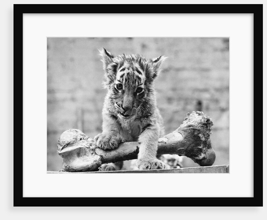 Tiger Cub With Large Bone by Anonymous
