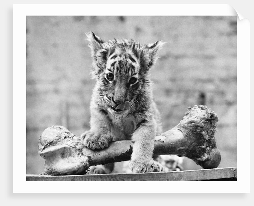 Tiger Cub With Large Bone by Anonymous