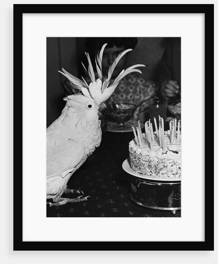 Cocky the Cockatoo's Birthday by Anonymous