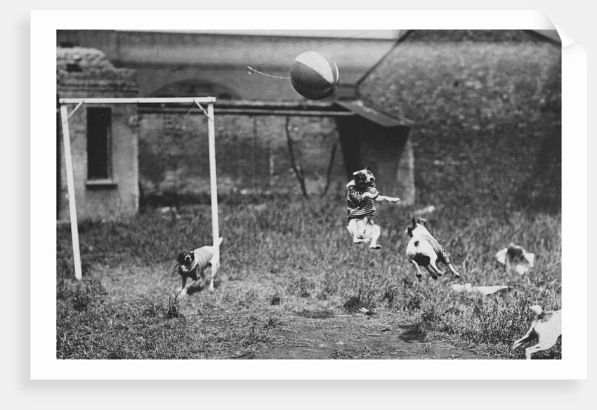 Dogs Playing Soccer by Anonymous