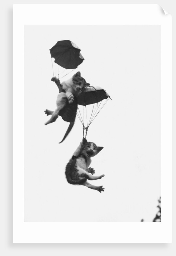 Parachuting Kittens by Anonymous