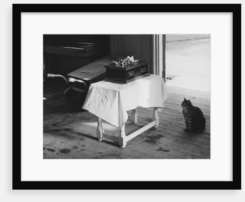 Cat Pays Final Respects by Anonymous