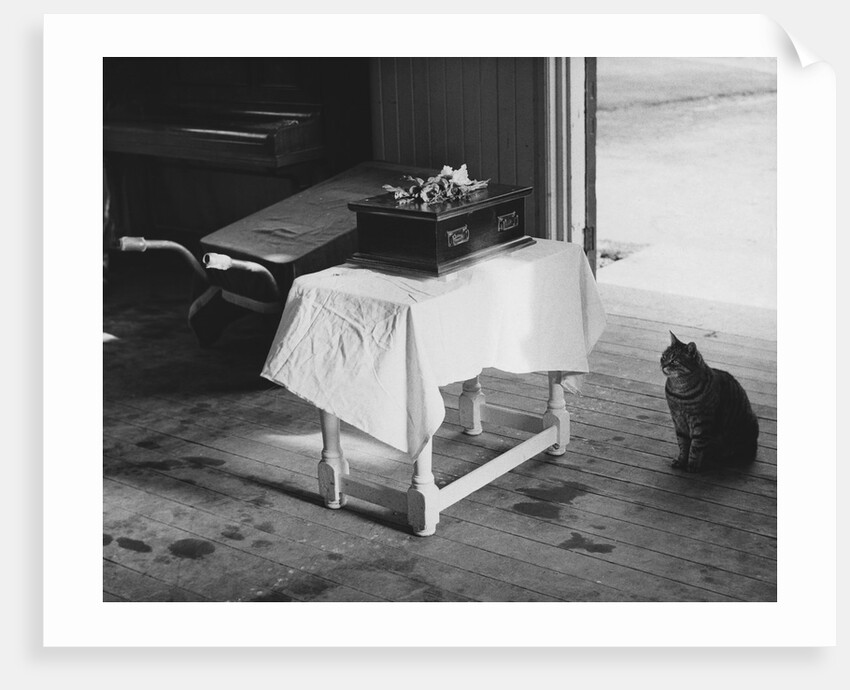 Cat Pays Final Respects by Anonymous