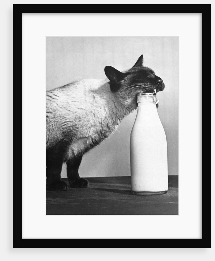Cat Thief by Anonymous