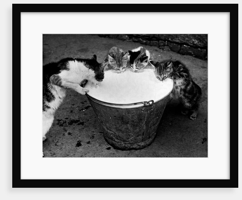Kittens Slurping from a Pail of Milk by Anonymous