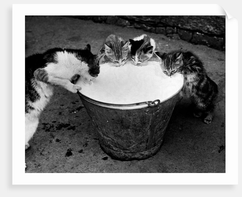 Kittens Slurping from a Pail of Milk by Anonymous