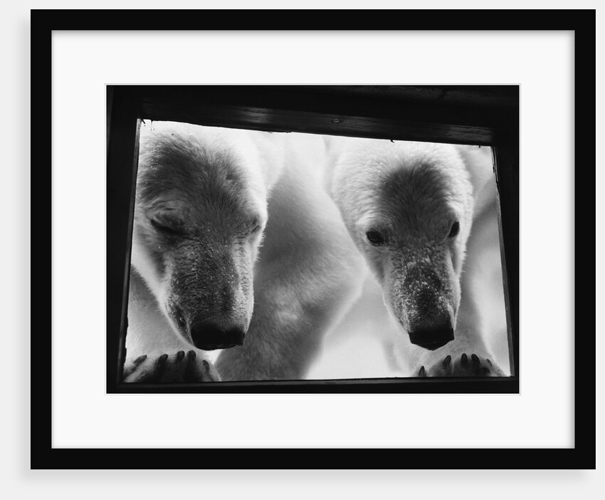 Young Polar Bears at Pool Window by Anonymous