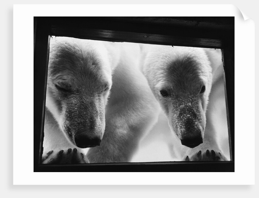 Young Polar Bears at Pool Window by Anonymous