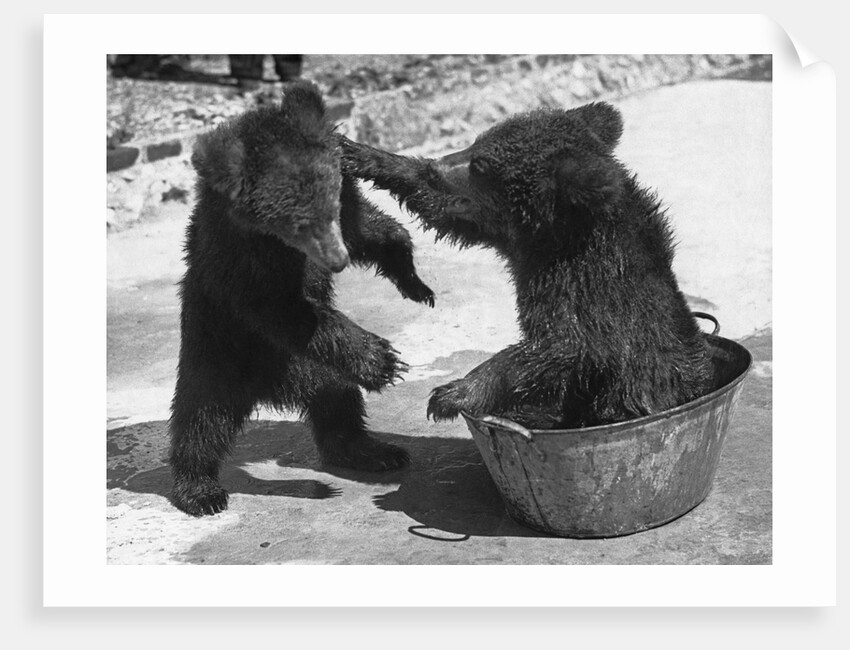 Russian Bear Cubs Come to Blows by Anonymous