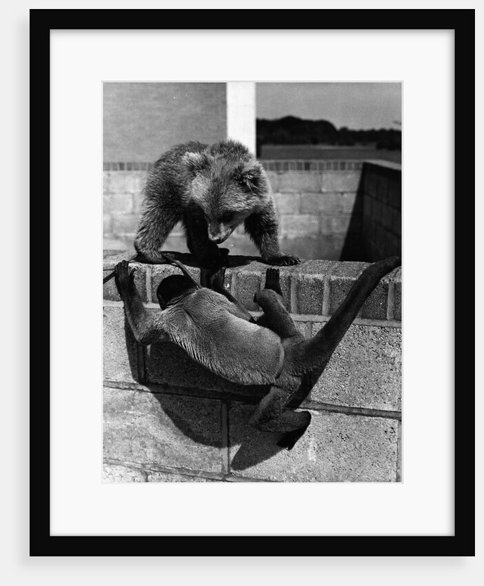 Woolly Monkey and Bear Cub at Play by Anonymous