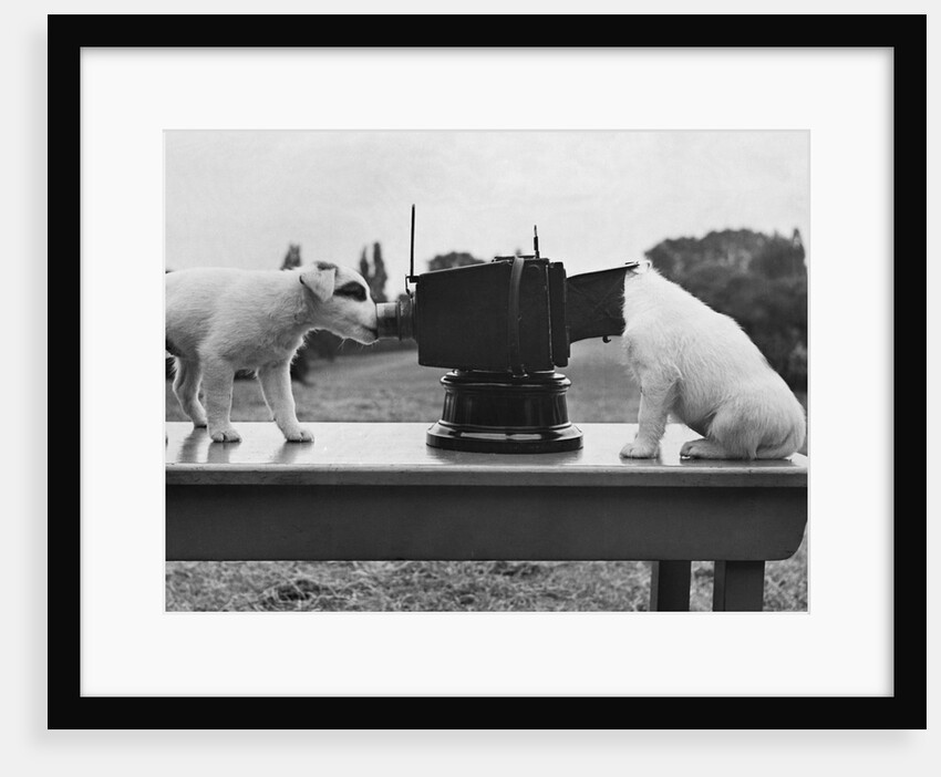 Puppies Play with Camera by Anonymous