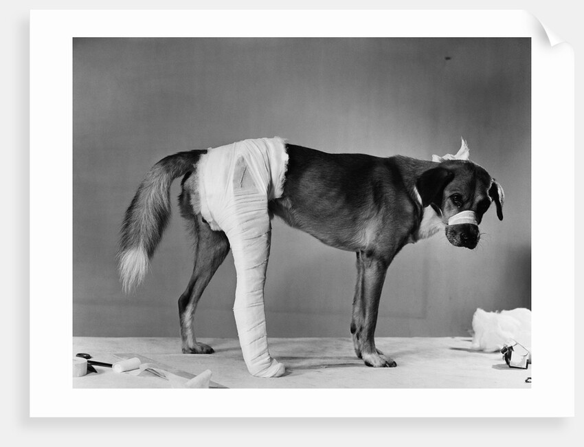 Dog With Bandaged Hind Leg by Anonymous