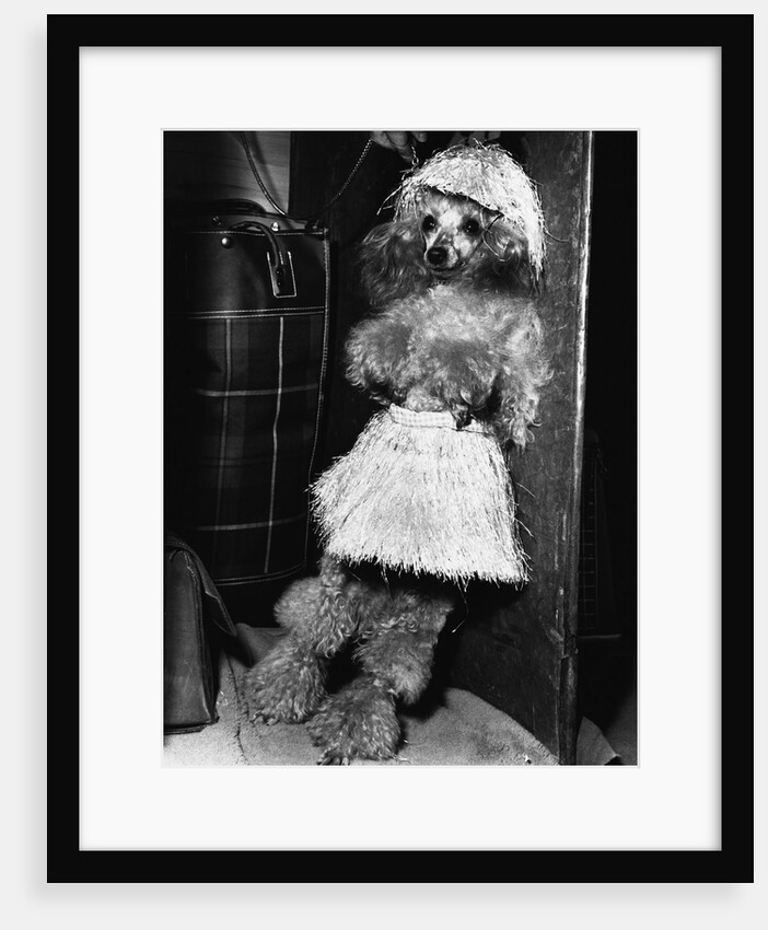Grass-Skirted Poodle by Anonymous