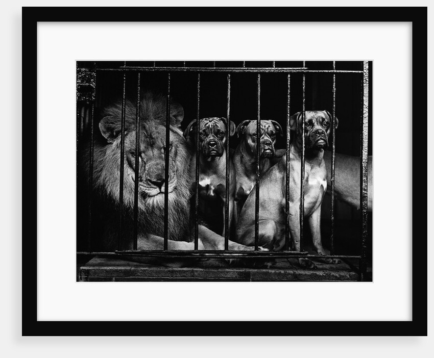 Lion With Boxers in a Cage by Anonymous