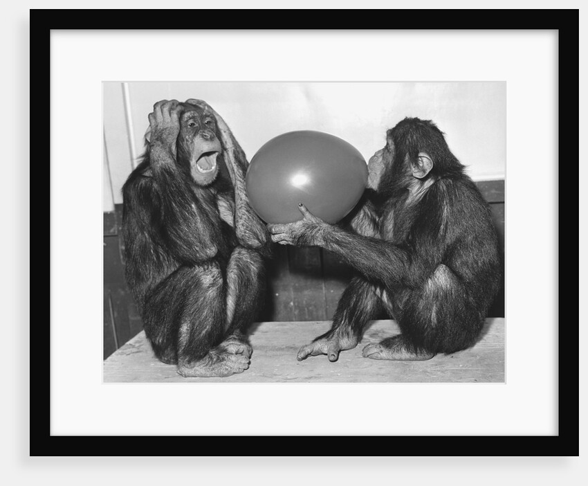 Chimpanzee Inflates a Balloon by Anonymous